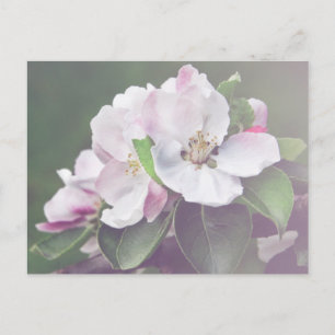 Cartão Postal Cartão-postal Blossomo Primavera da Linda Árvore