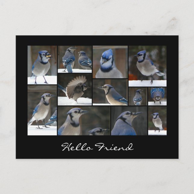 Cartão Postal Cartão-postal Blue Jay (Frente)