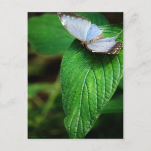 Cartão Postal Cartão-postal Blue Morpho 112