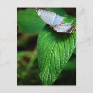 Cartão Postal Cartão-postal Blue Morpho 112