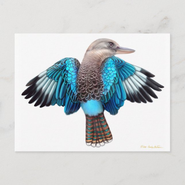 Cartão Postal Cartão-postal Blue Winged Kookaburra (Frente)