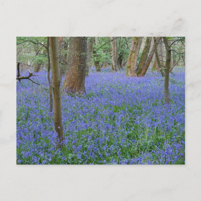 Cartão Postal Cartão-postal Bluebell Wood (Frente)