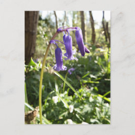 Cartão Postal Cartão-postal Bluebells