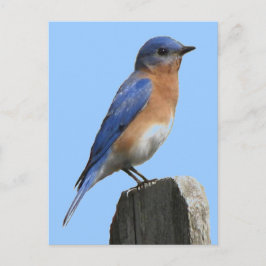 Cartão Postal Cartão-postal Bluebird