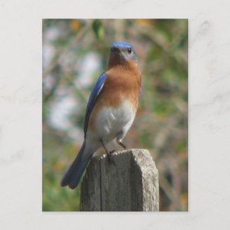 Cartão Postal Cartão-postal Bluebird orgulhoso