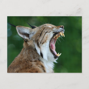 Cartão Postal Cartão-postal Bobcat Yawning
