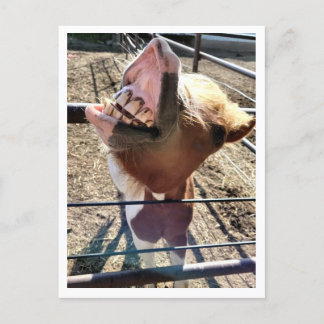 Cartão Postal Cartão-postal bobo