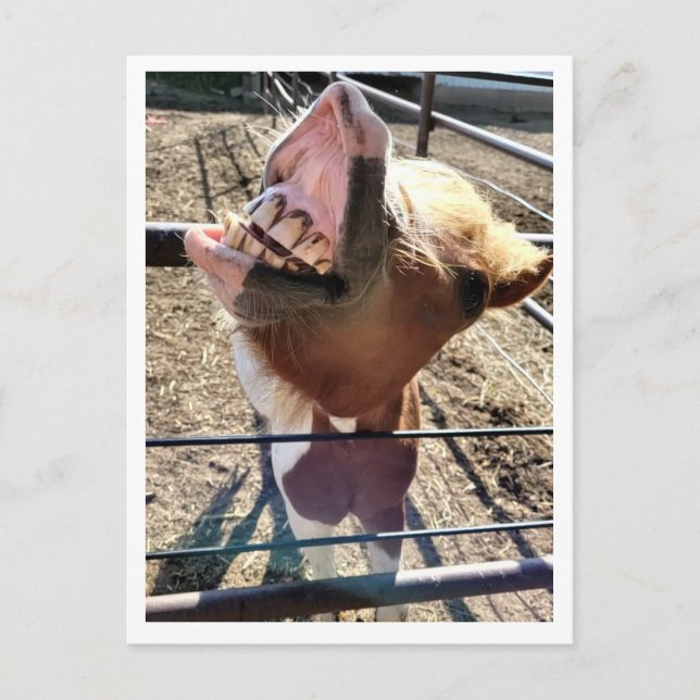 Cartão Postal Cartão-postal bobo (Frente)