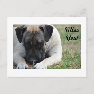 Cartão Postal Cartão-postal Boerboel