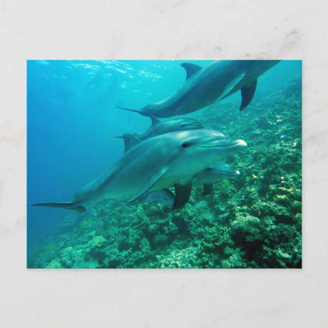 Cartão Postal Cartão-postal bonito (Frente)