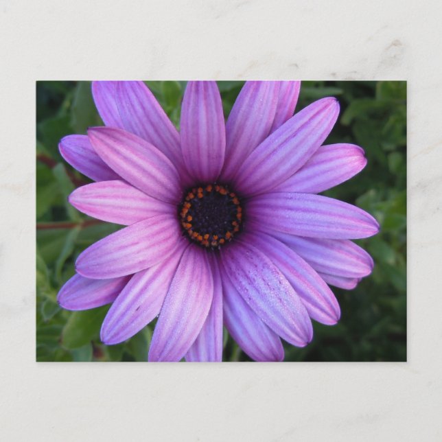 Cartão Postal Cartão-postal bonito Aster Flower (Frente)