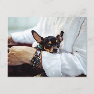 Cartão Postal Cartão-postal Bonito e Engraçado Chihuahua