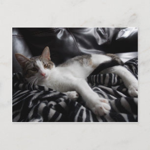 Cartão Postal Cartão-postal Bonito para o gato Mau Mix no Egito