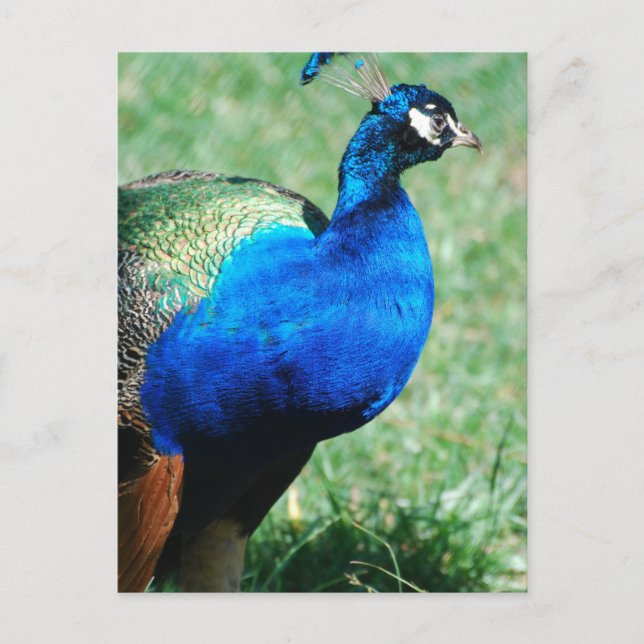 Cartão Postal Cartão-postal bonito Peafowl (Frente)