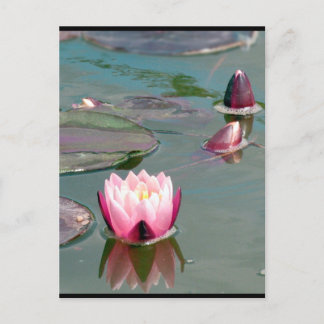 Cartão Postal Cartão-postal bonito Pink Waterlily