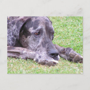 Cartão Postal Cartão-postal Bons Dane