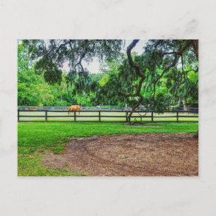 Cartão Postal Cartão-postal Boone Hall Stables
