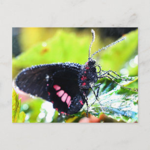 Cartão Postal Cartão-postal/Borboleta Longwing Doris