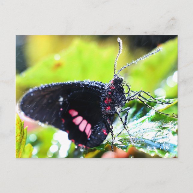 Cartão Postal Cartão-postal/Borboleta Longwing Doris (Frente)