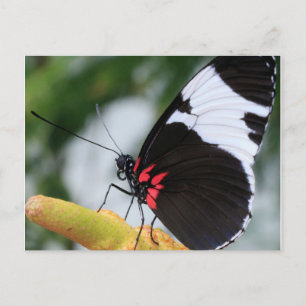 Cartão Postal Cartão-postal/Borboleta Longwing Doris
