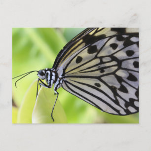 Cartão Postal Cartão-postal/Borboleta-pipa de papel