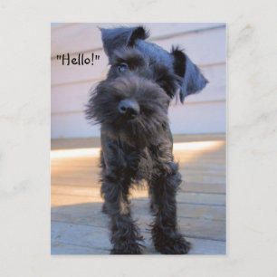 Cartão Postal Cartão-postal Bóssy Miniatura Schnauzer