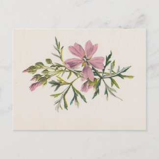 Cartão Postal Cartão-Postal Botânico Musk Mallow Flower (Hulme) 