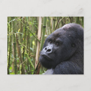 Cartão Postal Cartão-postal Bowland Gorilla