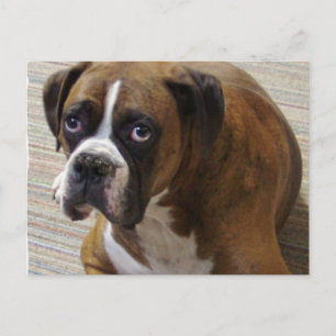Cartão Postal Cartão-postal Boxer Dog