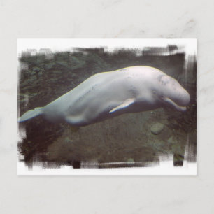 Cartão Postal Cartão-postal branco de baleia Beluga