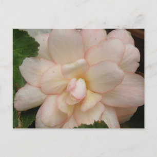 Cartão Postal Cartão-postal branco de flores da Begónia