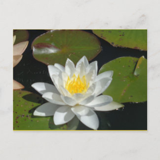 Cartão Postal Cartão-postal Branco e Amarelo