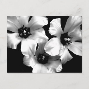 Cartão Postal Cartão-postal branco e preto