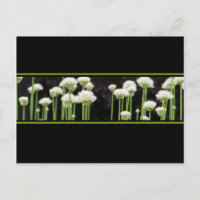 Cartão-postal branco e preto verde floral