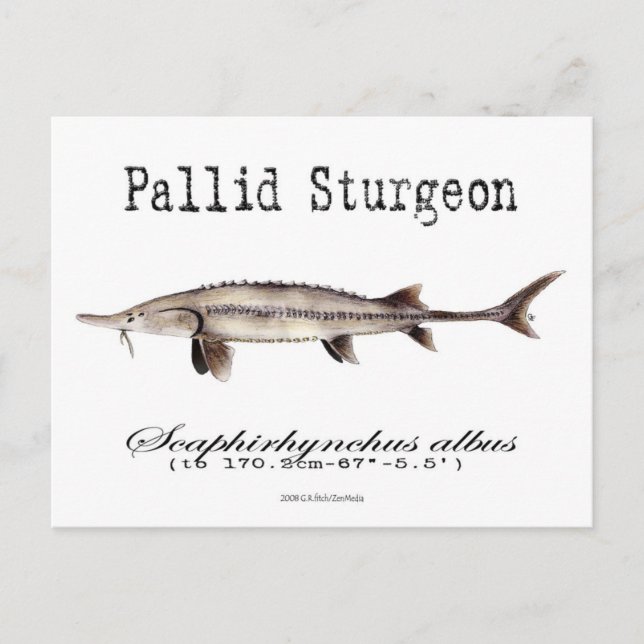 Cartão Postal Cartão-postal branco-pallide (Frente)