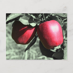 Cartão Postal Cartão-postal branco preto de maçãs vermelhas