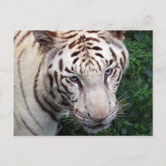 Cartão Postal Cartão-postal branco Tigre