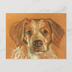 Cartão Postal Cartão-postal Brittany