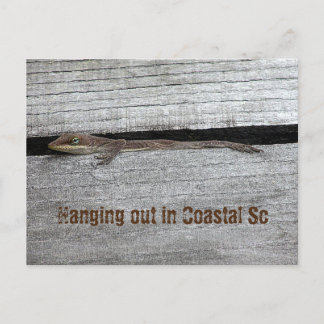 Cartão Postal Cartão-postal Brown Anole