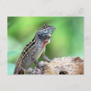 Cartão Postal Cartão-postal Brown Anole Lizard
