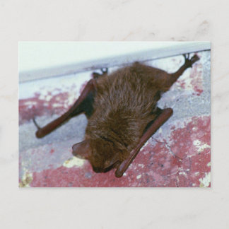 Cartão Postal Cartão-postal Brown Bat