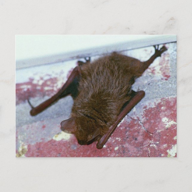 Cartão Postal Cartão-postal Brown Bat (Frente)
