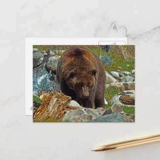 Cartão Postal Cartão-postal Brown Bear em Yellowstone