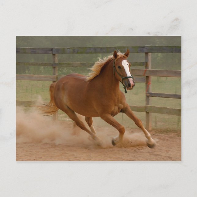 Cartão Postal Cartão-postal Brown Beauty (Frente)