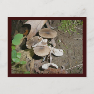 Cartão Postal Cartão-postal Brown Bunch Mushroom