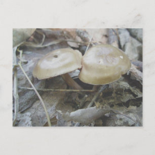 Cartão Postal Cartão-postal Brown Duo Mushroom