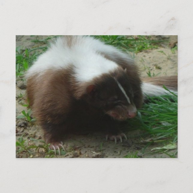 Cartão Postal Cartão-postal Brown e White Skunk (Frente)