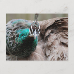 Cartão Postal Cartão-postal Brown Peacock