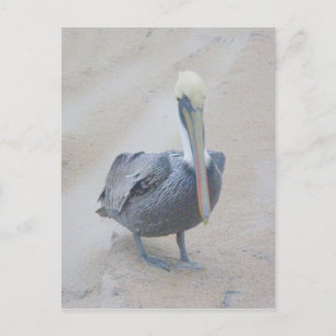 Cartão Postal Cartão-postal Brown Pelican nº 2 OBX