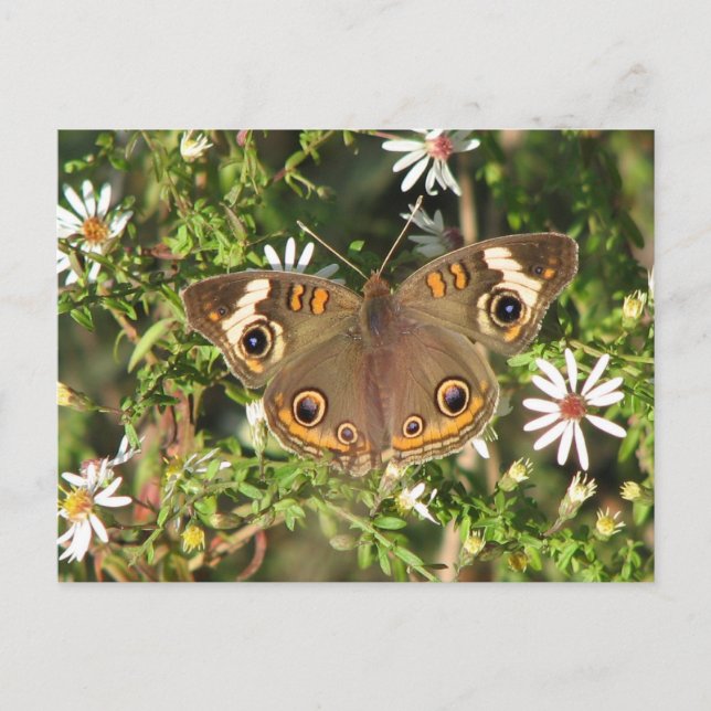 Cartão Postal Cartão-postal Buckeye (Frente)